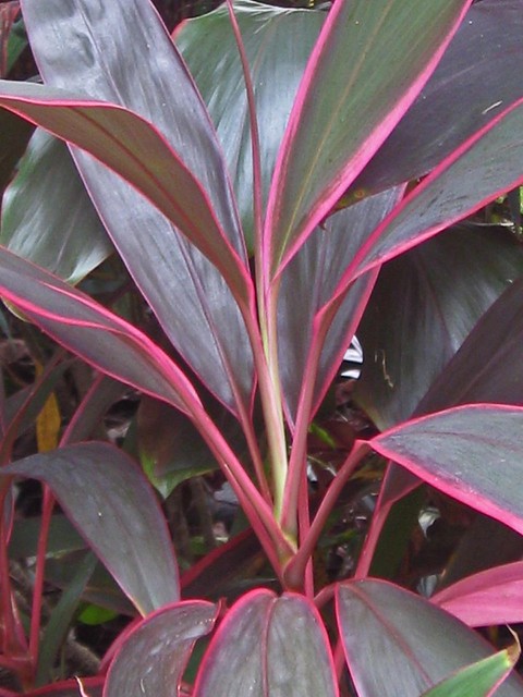 cordyline fruticosa cv   u0026 39 red edge u0026 39   ti plant