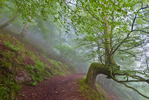 trees españa fog landscape niebla cantabria hayas saja