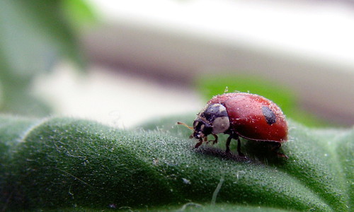 macro lady canon beetle super s3 brasov coccinellidae