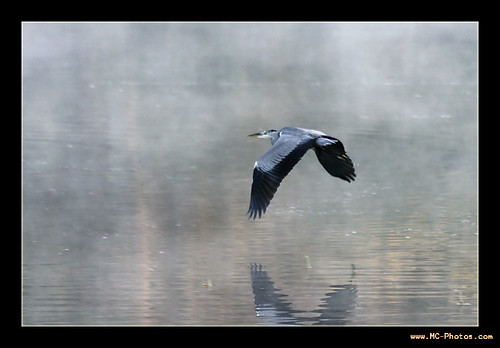 bird heron geotagged oiseau comelle geo:lat=49157067 geo:lon=2488102