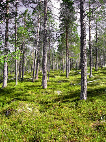wood summer tree green nature pine forest moss stem sweden fir wilderness conifer