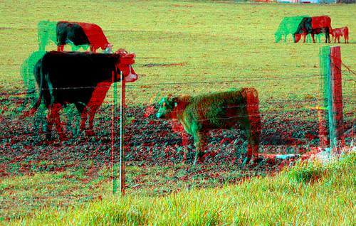 animal cow stereoscopic stereophoto 3d spring anaglyph anaglyphs redcyan 3dimages 3dphoto 3dphotos 3dpictures stereopicture