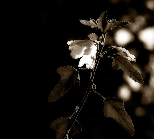 old plant flower nature sepia vintage garden outside outdoors iso200 spot ev 23 300 42 orton 200mm f13 1250s 5211 ortons 5209 45° 122°
