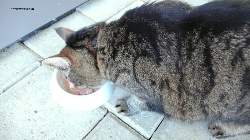 Tabby eating tuna fish