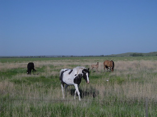 horses rural montana