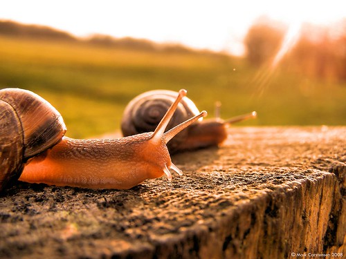 light sunset macro eyes warm snail wedel schnecke nahaufnahme chillout mcthesnapshot autal onephotoweeklycontest