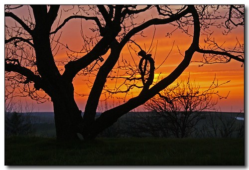 sunset sky tree spring moscow branches idaho palouse abigfave