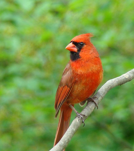 birds cardinal northerncardinal malenortherncardinal impressedbeauty avianexcellence