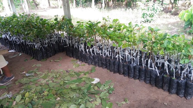 Técnicos del GADM Chone capacitaron en injertación de cacao