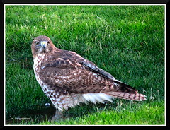 A day of birding: 1.) Ferruginous Hawk (gimpified)