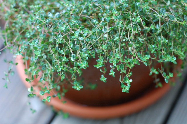 Our Thyme Plant by Eve Fox, Garden of Eating blog, copyright 2011