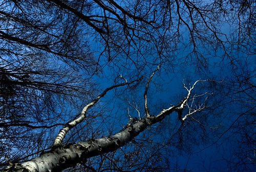 blue autumn sky stilllife tree fall nature woods connecticut birch vob newpreston dsc7038 tracycollinsphotography