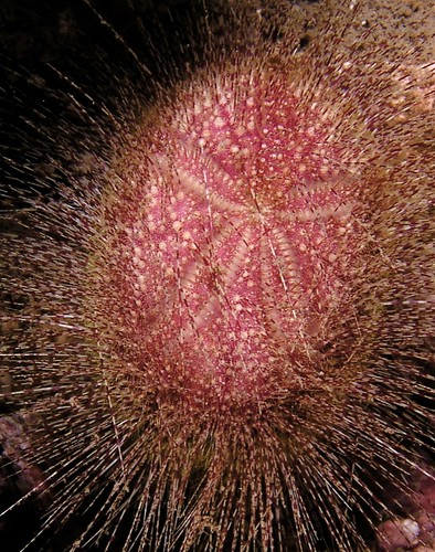 Heart urchin