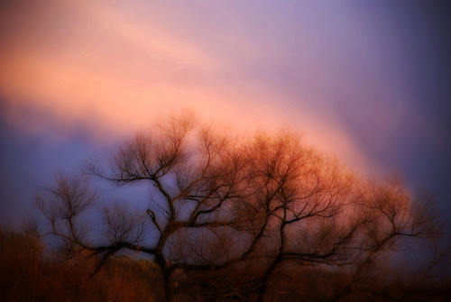 pink sunset red sky brown tree colors clouds soft purple