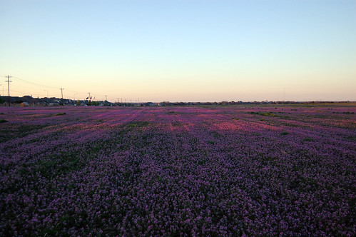 weeds purple texasfield