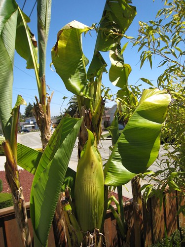 Musa banana tree blooms
