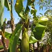 Musa banana tree blooms