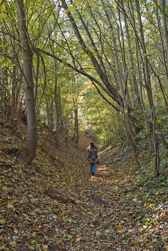 leaves forest hiking wald gx1s da2132