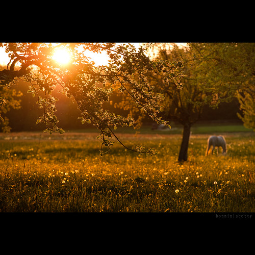 sunset horse tree green nature yellow evening mood gras nikkor8020028 nikond700