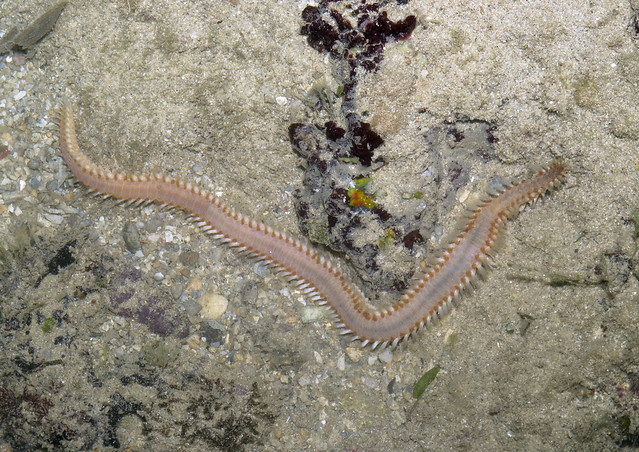 Reef bristleworm