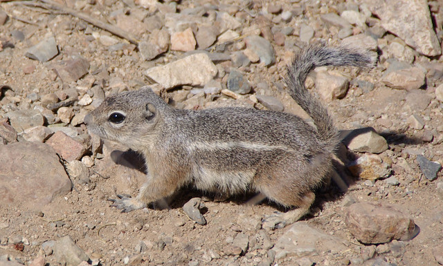 ArizonaSonora Desert Museum Ground squirrel  Flickr  Photo Sharing!