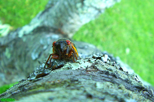 macro tree closeup bug cicada insect crosseyed wings peach gross ugly lichen animalia arthropoda locusts redeyes 17year insecta periodicalcicada hemiptera cicadidae rcvernors thecicadaproject