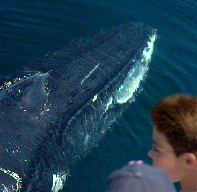 Boy meets Whale