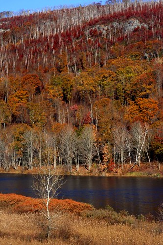autumn fall woronoco whitebirchtrees westfieldriver