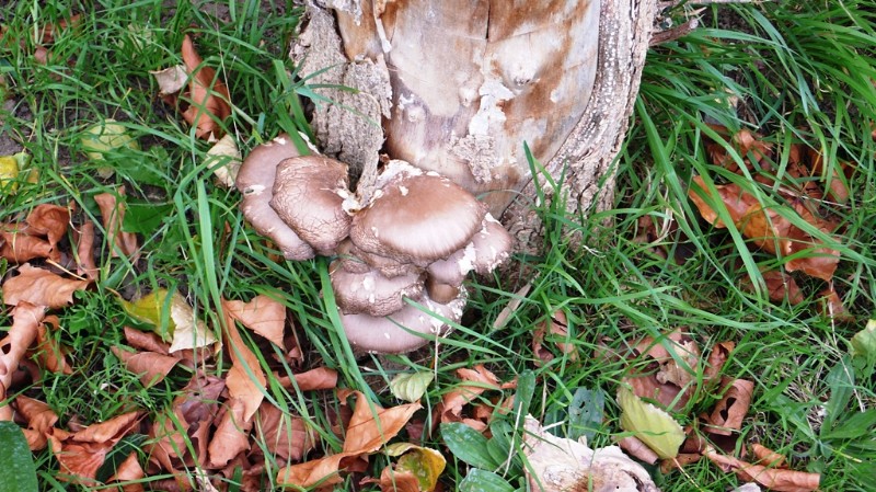 Mushrooms growing in dad's garden
