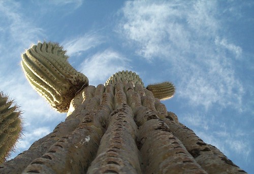 arizona cactus saguaro casagrande usasouthwest arizonaviews