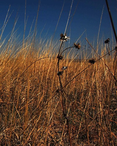 nebraska grasses prairie fedex 1976 1776 flowrbx unplowed bicentennialprairiemarker