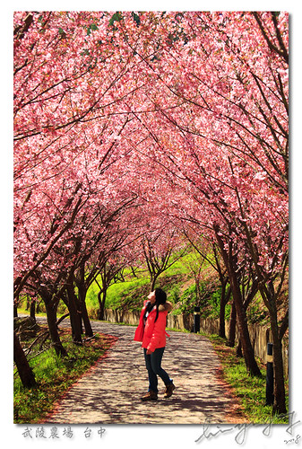 mountain cherry spring asia farm blossoms taiwan taichung 台灣 2008 山 臺灣 台中 feburary 櫻花 武陵農場 武陵 wuling aplusphoto swinelinfavorite