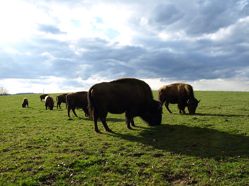 blue sky sun green grass clouds meadow bisons
