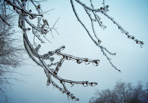 tree ice frozen connecticut branches icicle hartford courtnayjaniak