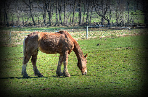 horse rural geotagged nikon raw nef pennsylvania farm country rustic amish hdr grazing photomatixpro nx2 d3s nikongp1 logantonpa clintoncountypa nikkor70200f28vrii