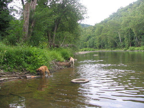 2005 summer pennsylvania tobe mastiff august pa madison juniatariver riddlesburg
