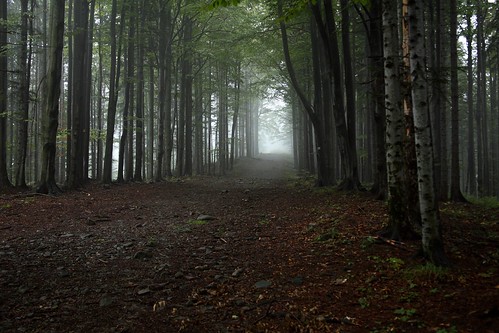 las fog forest geotagged mgła babiagóra babjuszka silesianbromba geo:lat=4959896 geo:lon=1953418