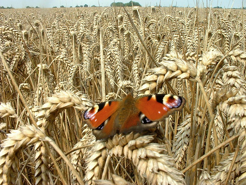 field butterfly corn norfolk