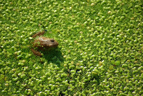 park green bug texas state bend houston potd frog brazosbend brazos needville houstonist