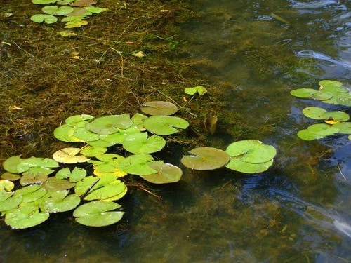 lake forest lily pad