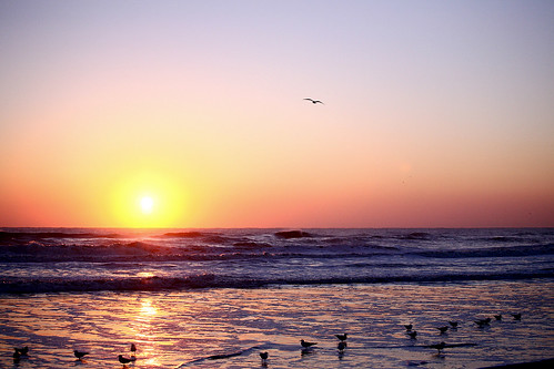 ocean sun seagulls beach sunrise colours florida atlantic jacksonville supershot
