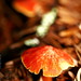 bright red mushroom    MG 8018
