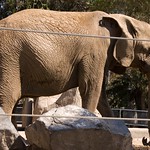 San Diego Zoo 097