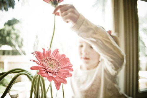 Little girl putting flowers in a vase.