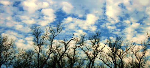 trees sky clouds