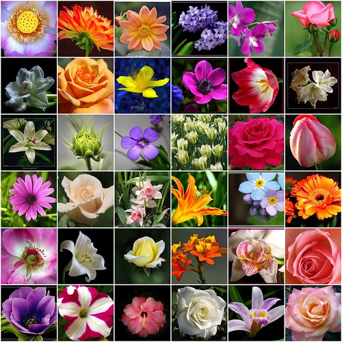 All new wallpaper : HD Beautiful Flower Wallpapers
