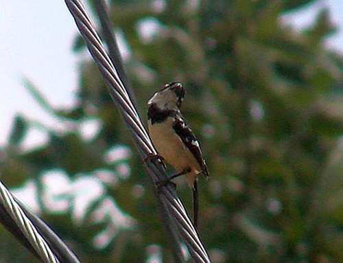 White-collared Seedeater, male, Guatemala