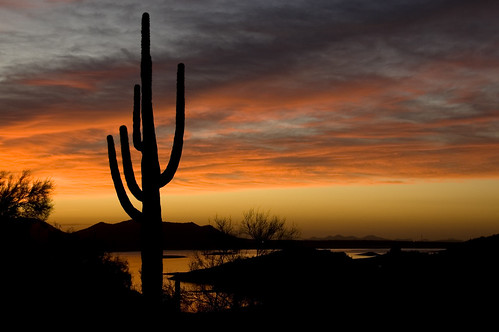 arizona cactus plants lake sunrise landscape dawn desert pleasant lakepleasant nikkor18200mm