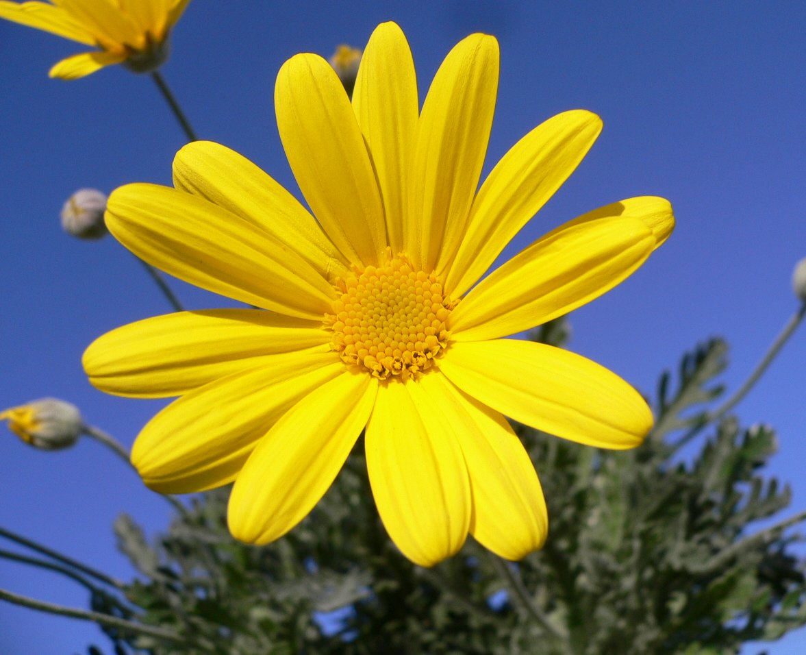 daisy golden yellow euryops flower bush shining daisies flickr