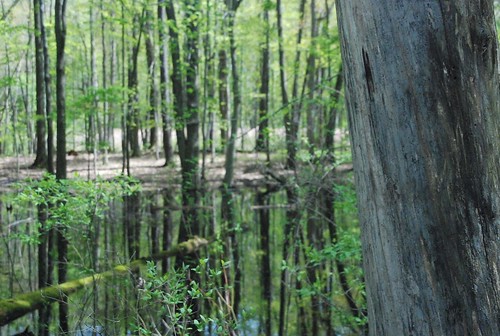 trees lake green pond lakelansingparknorth